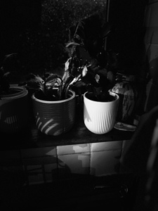 Everyday Lifes Moments- The Kitchen Plants